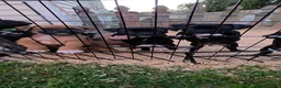 Boxer dogs for sale: Zulu - Ad 6