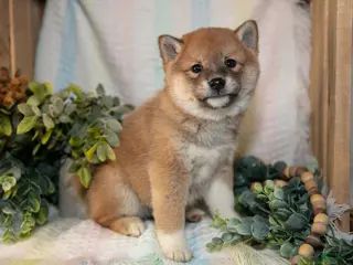 Shiba Inu dogs Faith - Ad 3