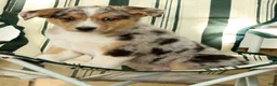Australian Shepherd dogs for sale: Casper - Ad 9