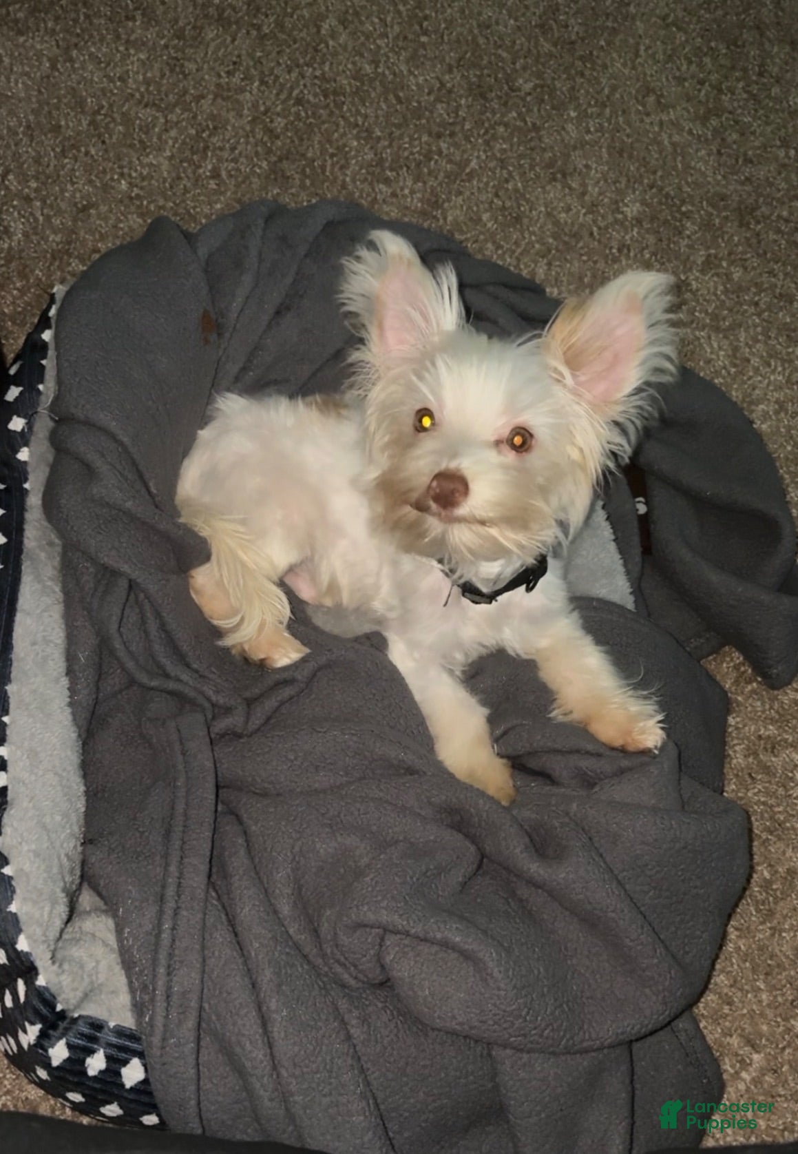 Yorkshire Terrier dogs Yorkshire Terrier 1 - Ad 25