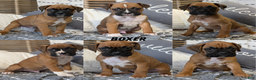 Boxer dogs for sale: Hunter - Ad 16