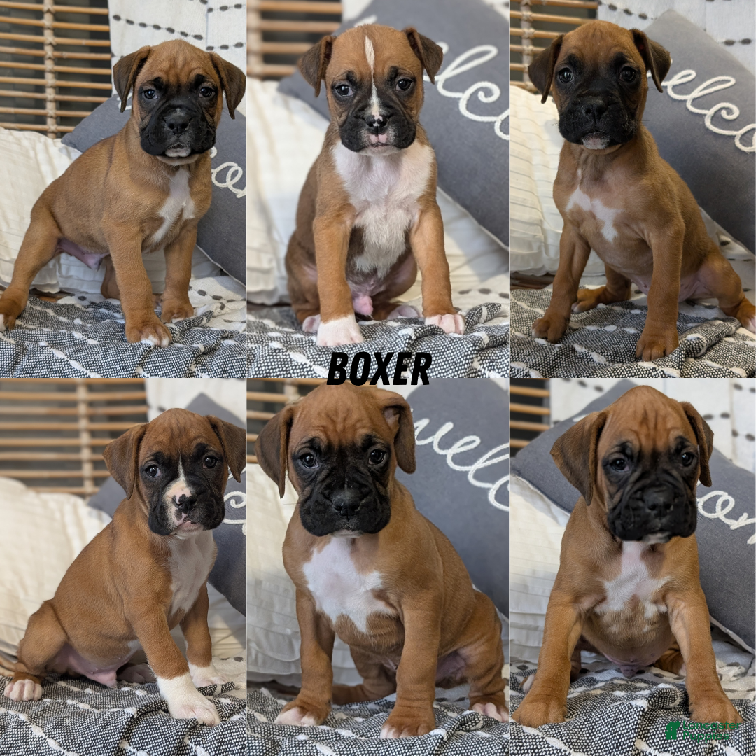 Boxer dogs for sale: Hunter - Ad 16