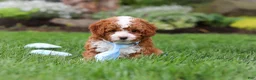 Cavapoo dogs for sale: Frankie - Ad 6