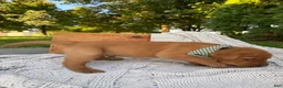 Labrador Retriever dogs for sale: River - Ad 7