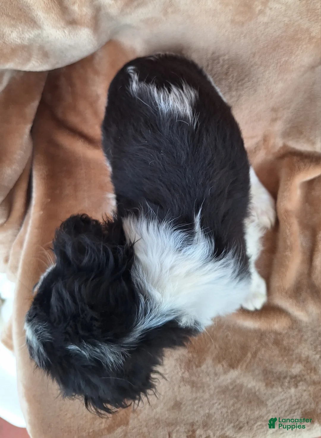 Cavalier King Charles Spaniel dogs for sale: Archie - Ad 5