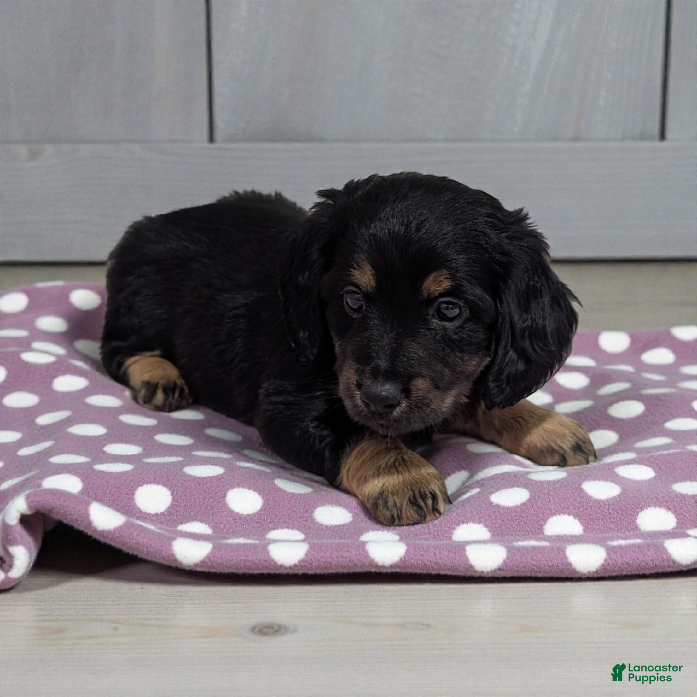 Dachshund dogs Allie - Ad 1
