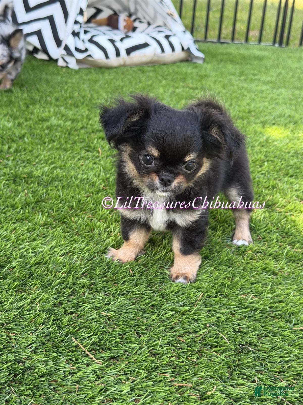 Chihuahua dogs Prime - Ad 1