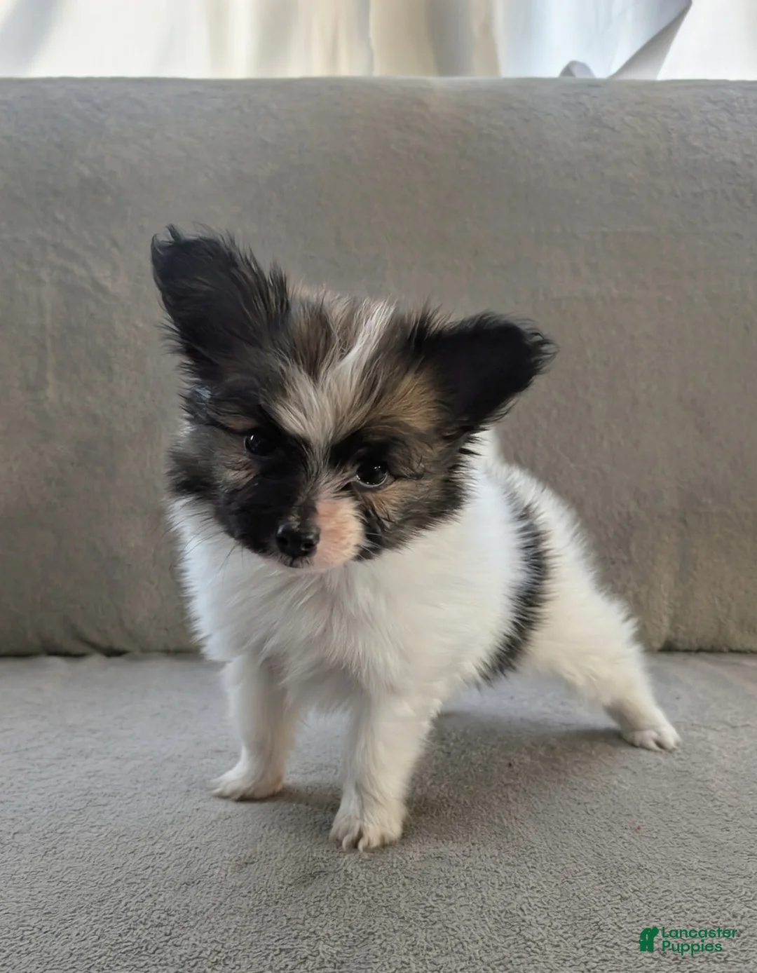 Papillon dogs for sale: Uno - Ad 6