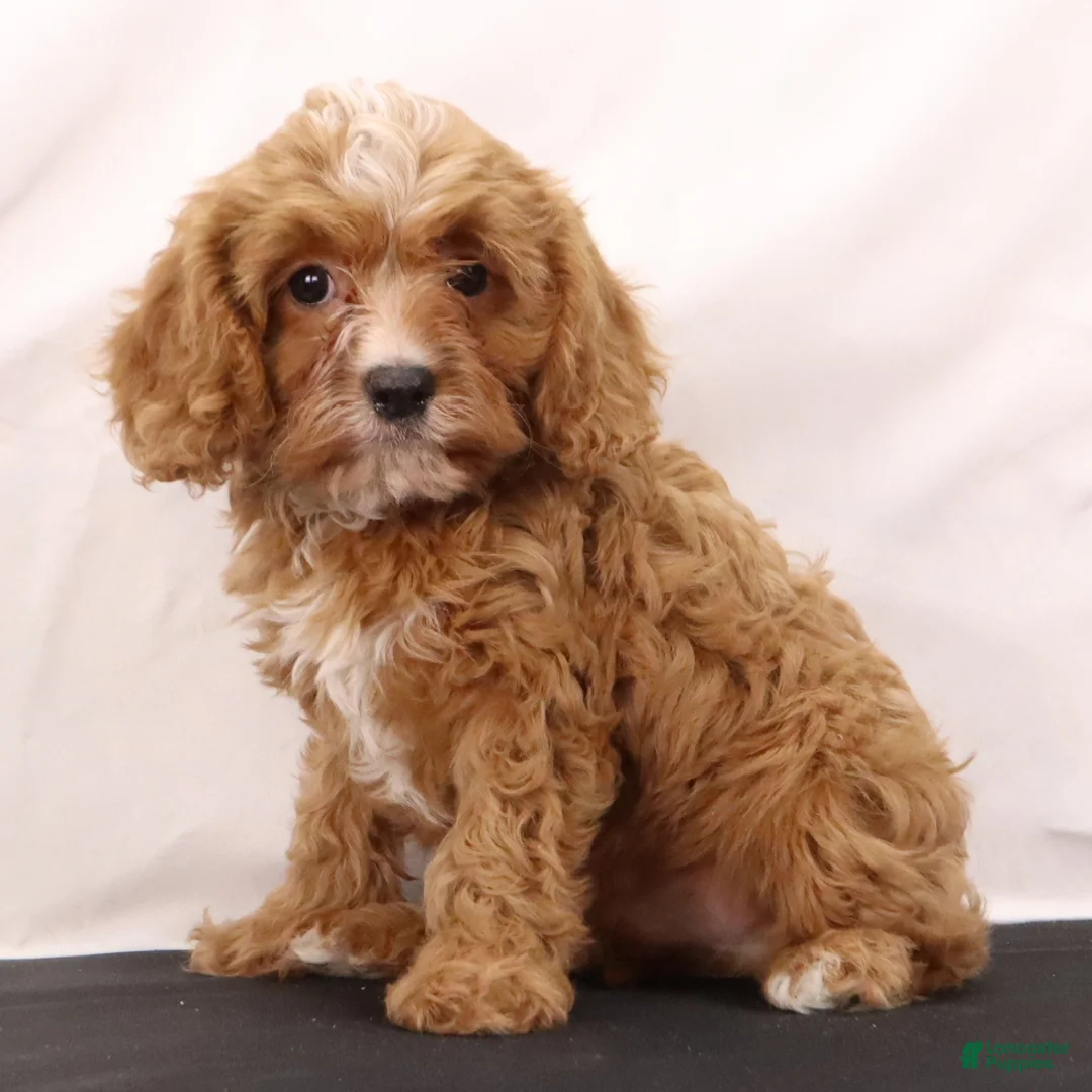 Cavapoo dogs for sale: Willie - Ad 1