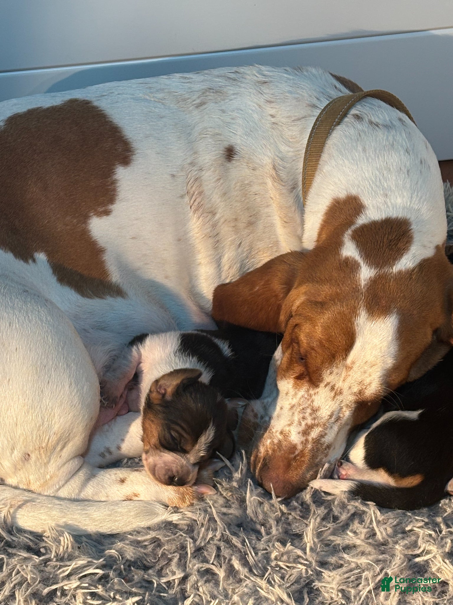 Basset Hound dogs Basset Hound Puppy 1: Gold - Ad 2