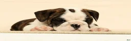 English Bulldog dogs for sale: Petunia - Ad 5