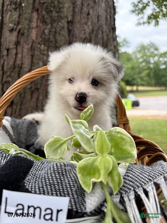 Mixed Breed dogs Lamar - Ad 1