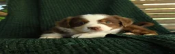 Miniature Australian Shepherd dogs for sale: Oakley - Ad 3