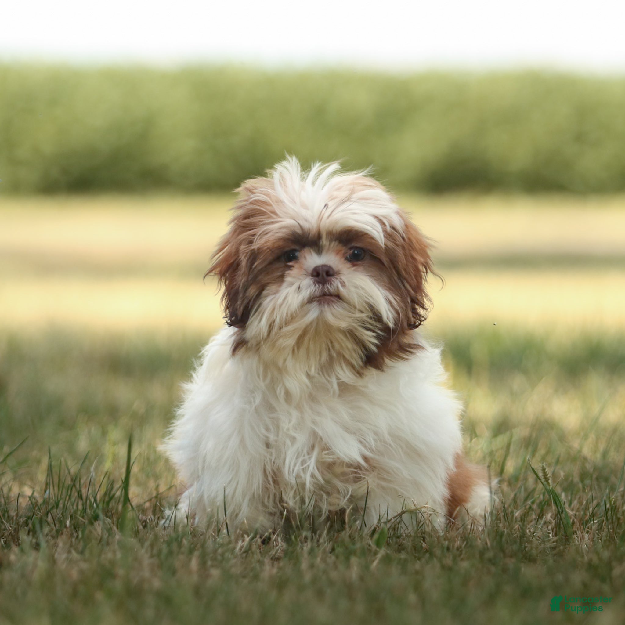 Natural Shih Tzu Puppies for sale Lancaster Puppies