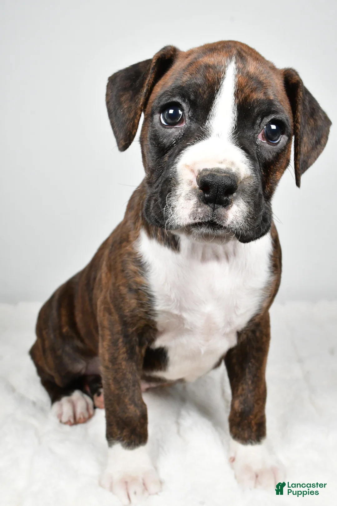 Boxer dogs for sale: Daisy - Ad 1