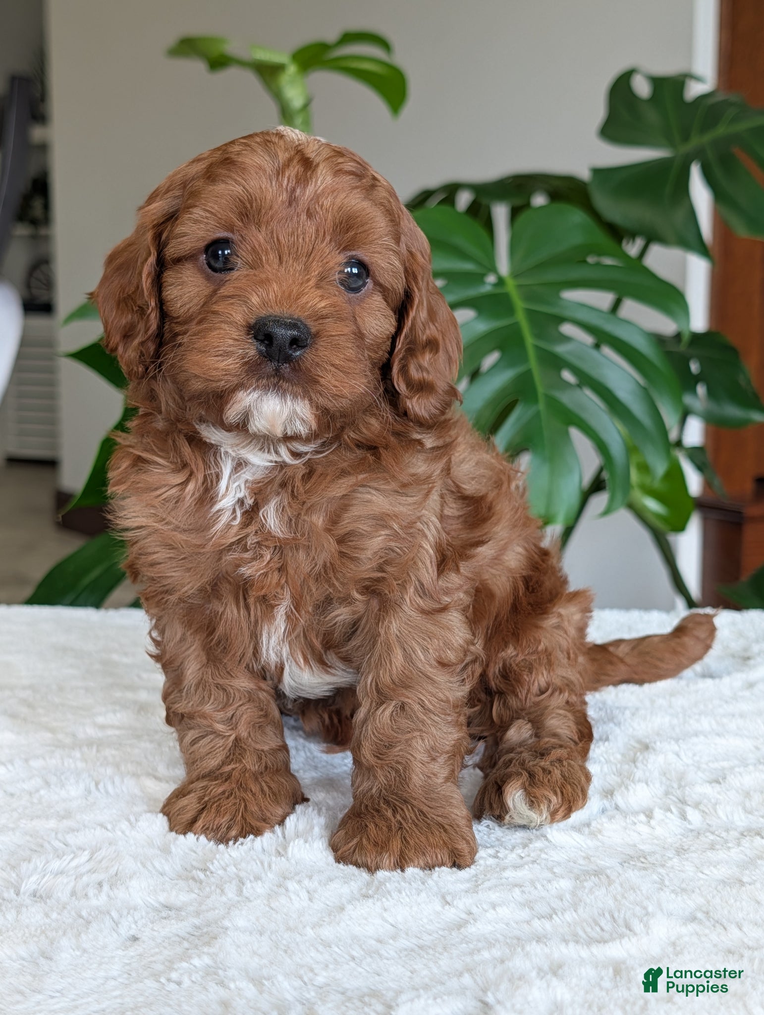 Cavapoo dogs Myles  - Ad 19