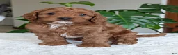 Cavapoo dogs for sale: Myles  - Ad 1