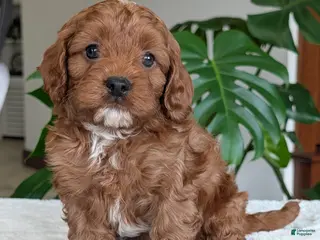 Cavapoo dogs Myles - Ad 19