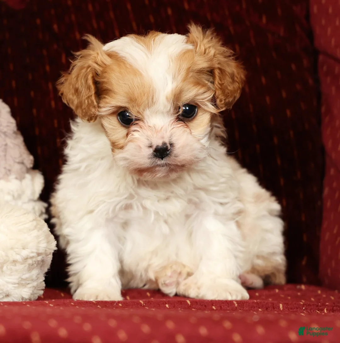 Cavalier King Charles Spaniel dogs for sale: Heidi - Ad 3