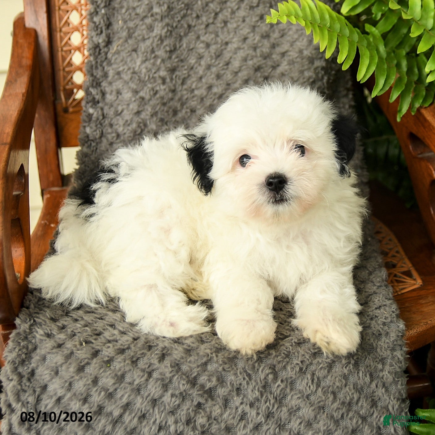 Maltipoo dogs Finley - Ad 2