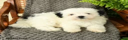Maltipoo dogs for sale: Finley - Ad 2
