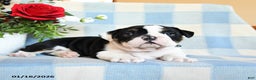 English Bulldog dogs for sale: Snoopy - Ad 3