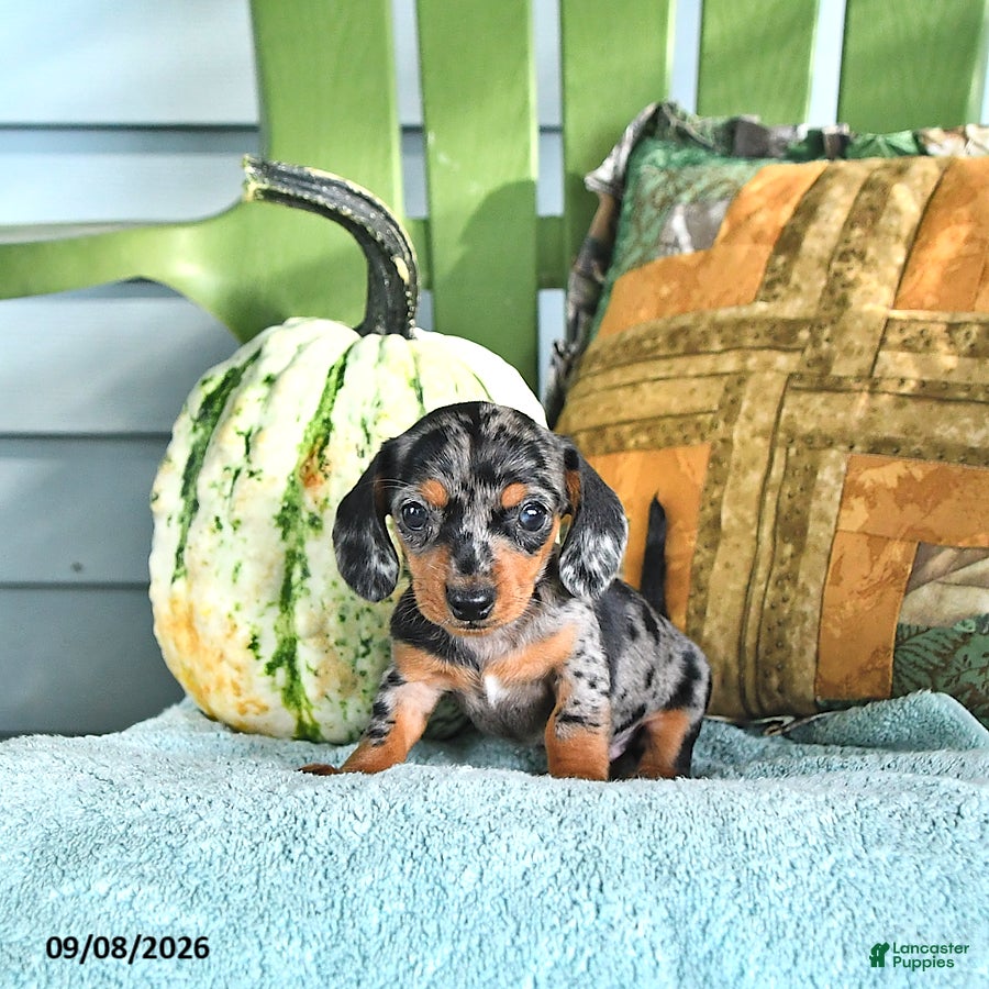 Miniature Dachshund dogs Jenny - Ad 2