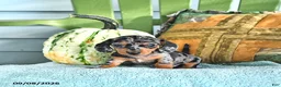 Miniature Dachshund dogs for sale: Jenny - Ad 2