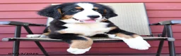 Bernese Mountain Dog dogs for sale: Jet - Ad 4
