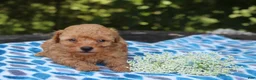 Miniature Poodle dogs for sale: Selesta - Ad 4