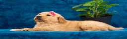 Golden Retriever dogs for sale: Tania - Ad 7