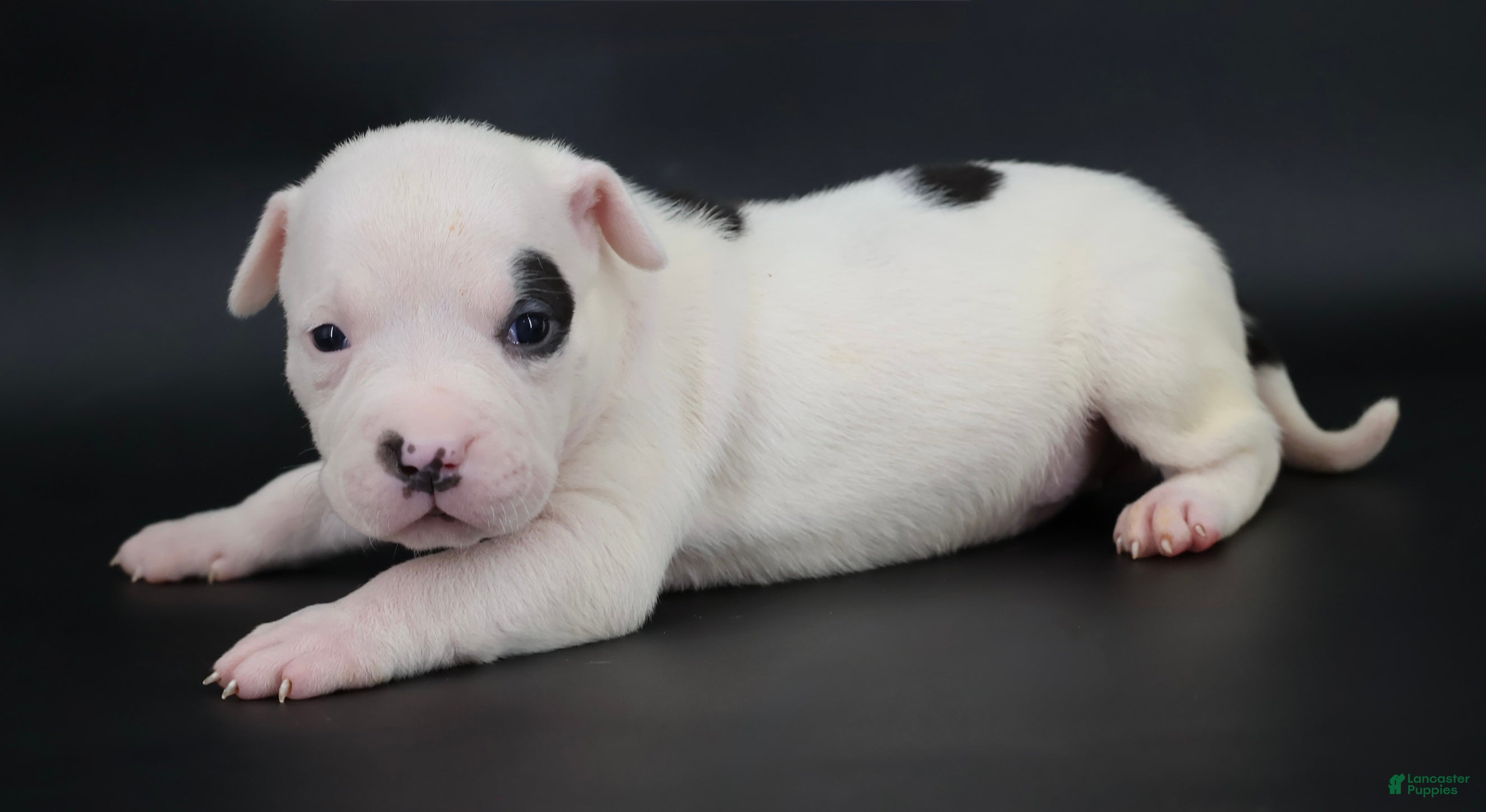 American Bully dogs Helen - XL - ABKC - Ad 1