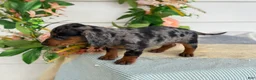 Miniature Dachshund dogs for sale: Jubilee - Ad 17