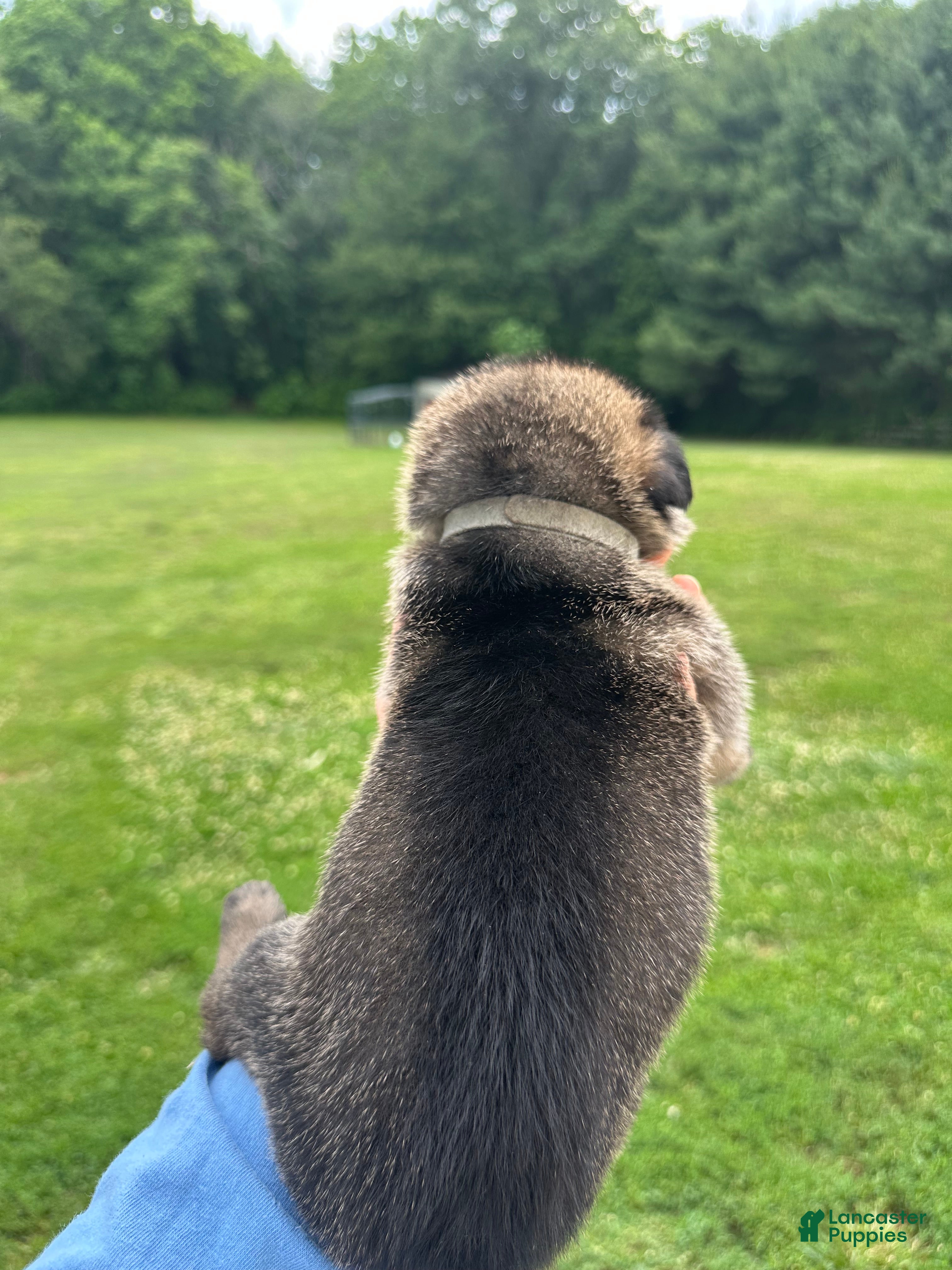 Dutch Shepherd dogs silver girl  - Ad 2