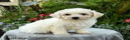 Bichpoo dogs for sale: Lana - Ad 4