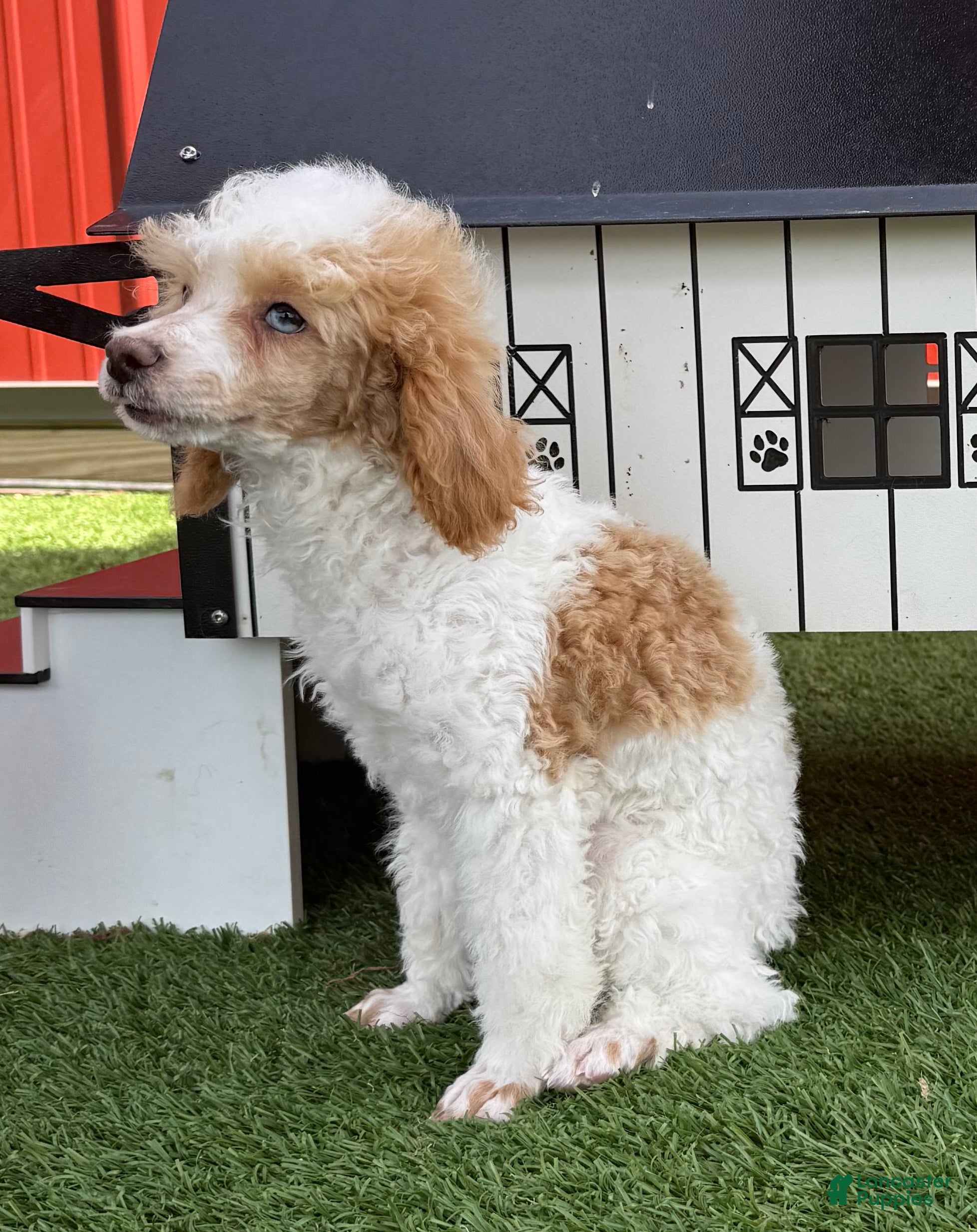 Miniature Poodle dogs Graham Miniature Poodle Puppy  - Ad 2