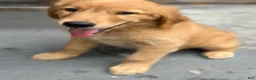Golden Retriever dogs for sale: Golden Retriever 1 - Ad 3