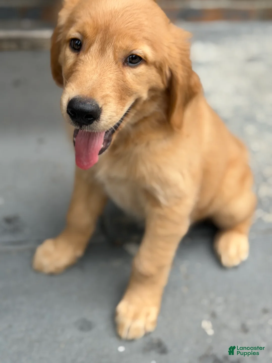 Golden Retriever dogs for sale: Golden Retriever 1 - Ad 3