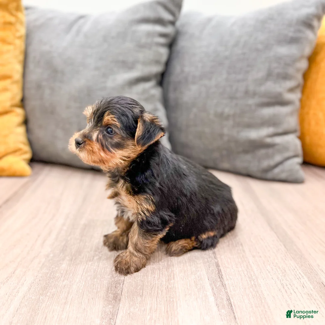 Yorkshire Terrier dogs for sale: Zeke - Ad 3