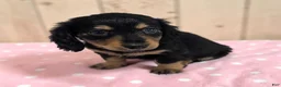 Miniature Dachshund dogs for sale: Midnight - Ad 1