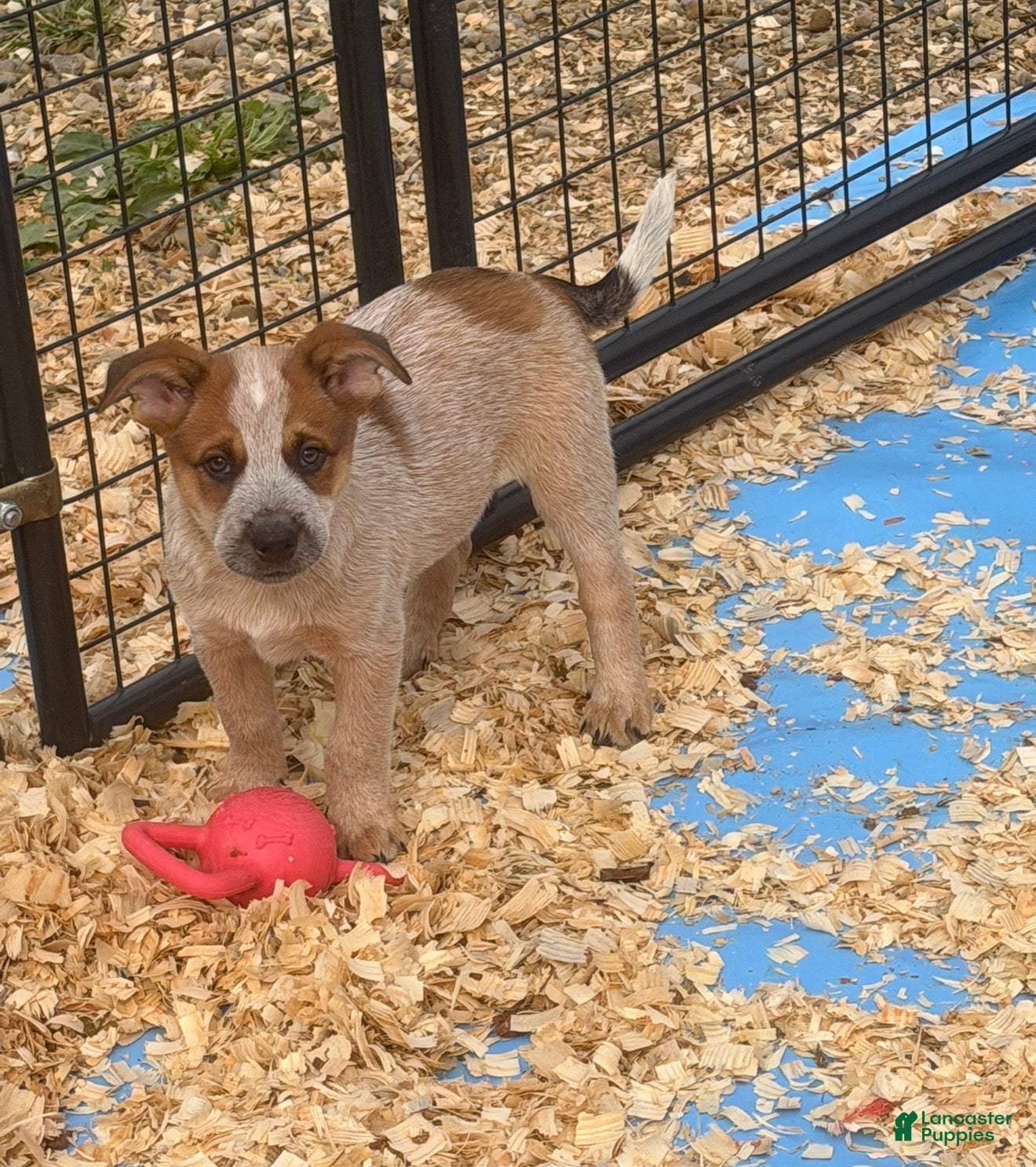 Australian Cattle Dog dogs Maddox - Ad 33