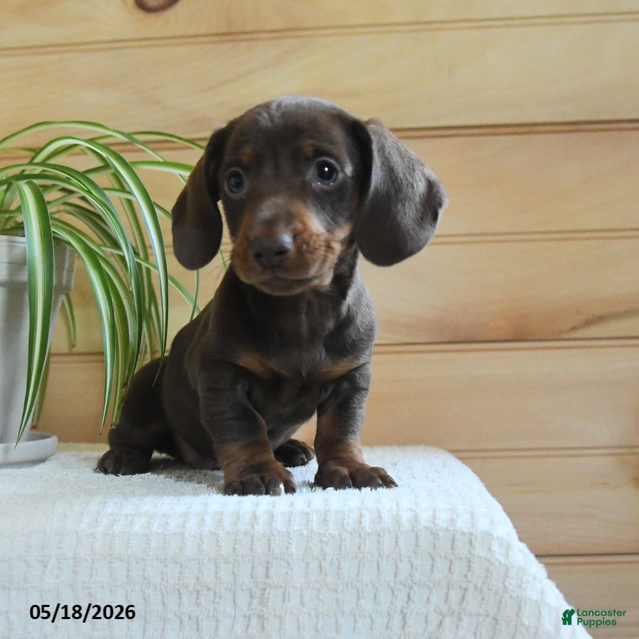 Miniature Dachshund dogs Shane - Ad 1