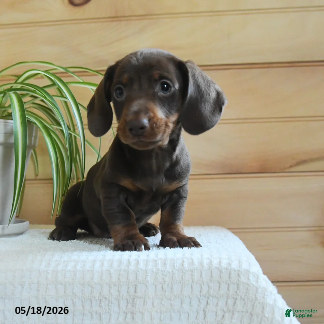 Miniature Dachshund dogs for sale: Shane - Ad 1