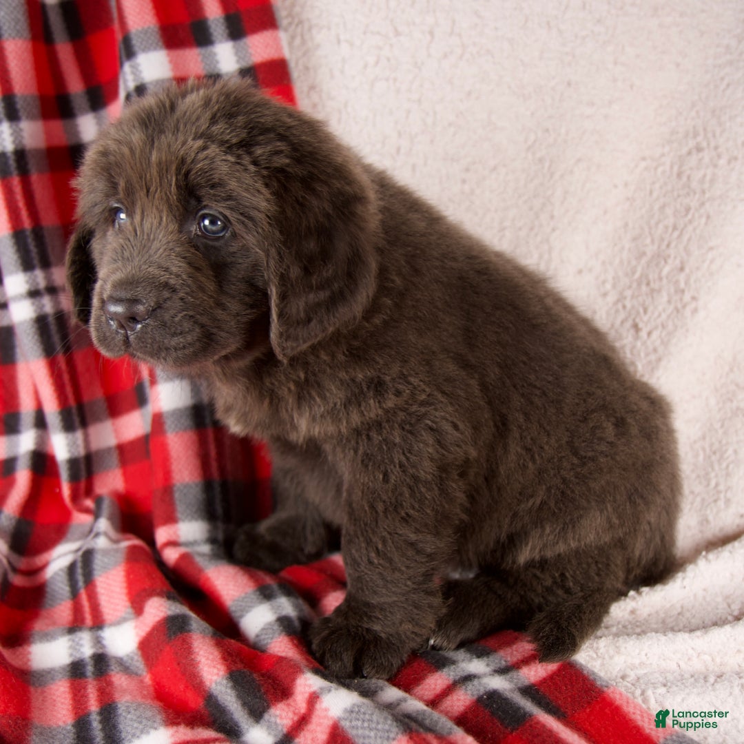 Newfoundland dogs for sale: Holly - Ad 3