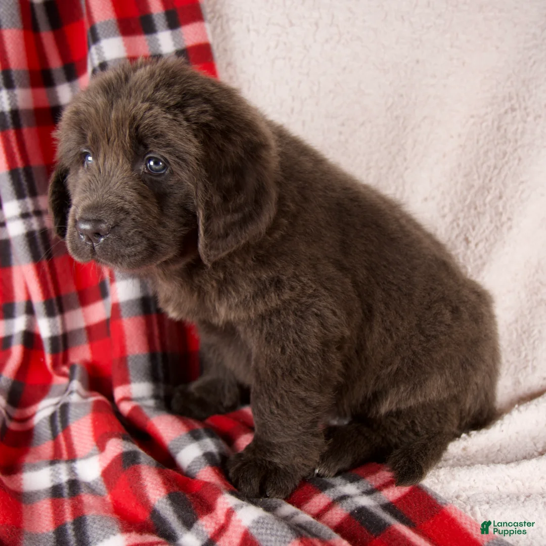 Newfoundland dogs for sale: Holly - Ad 3