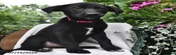 Sheprador dogs for sale: Dahlia  - Ad 2