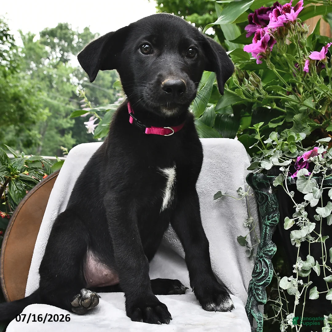 Sheprador dogs for sale: Dahlia  - Ad 2