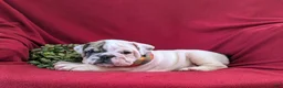 English Bulldog dogs for sale: Tanker - Ad 4