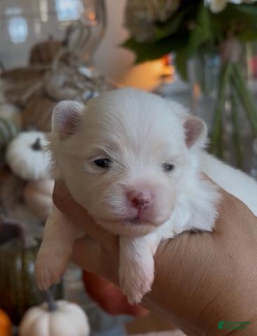 Pomeranian dogs for sale: Girl - Ad 2
