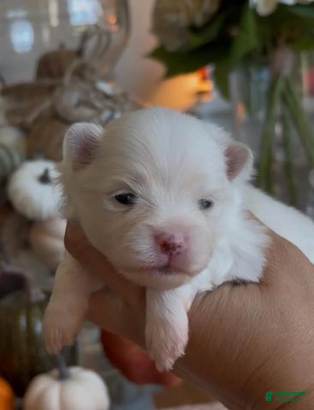 Pomeranian dogs for sale: Girl - Ad 1